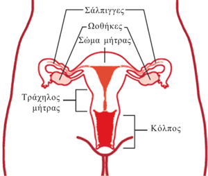 ελεγχος πριν την κύηση